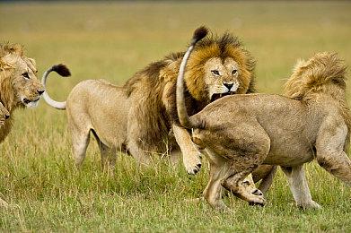 《英雄联盟》蓝色精萃商店将开启 炫彩皮肤售1000蓝色精粹